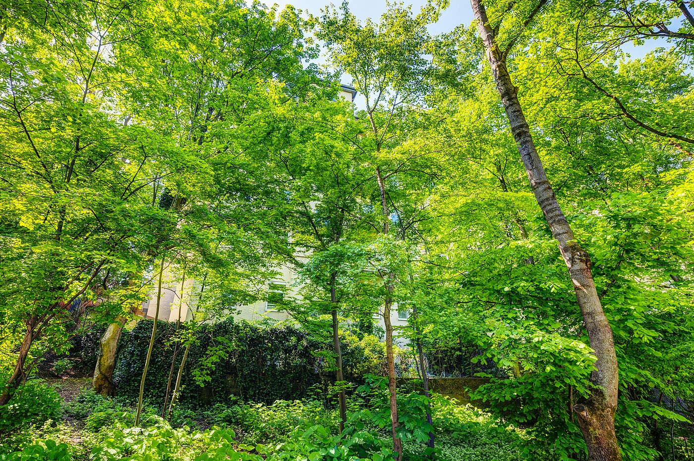 フラット 部屋数 2.5 部屋 | München-Sendling | 70067 | ...versteckt hinter Bäumen