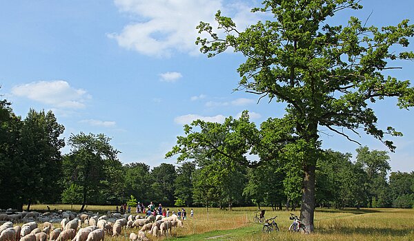 Penthouse 部屋数 3.5 部屋 | München-Oberföhring | 70237 | Englischer Garten