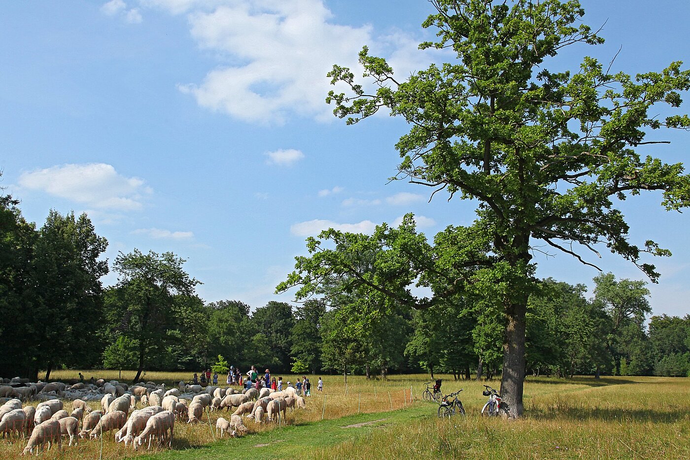 フラット 部屋数 1 部屋 | München-Freimann | 2105ML4 | Englischer Garten