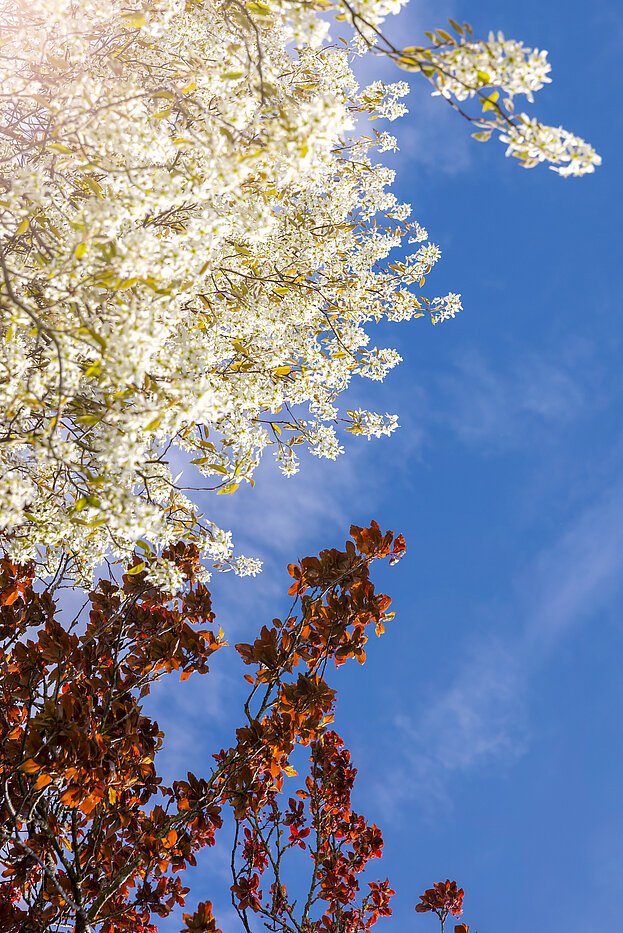 セミ・デタッチド・ハウス(一戸建てを二つに分けた家屋) 部屋数 4 部屋 | München-Solln | 70120 | Wohlfühlen und Genießen