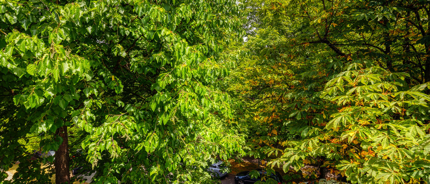 マンション München Nymphenburg 02 物件からの眺め 10849