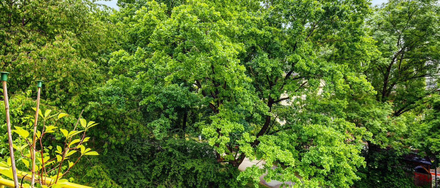 マンション München Sendling 01 物件からの眺め 14453